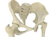 Hip Anatomy