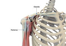Shoulder Anatomy
